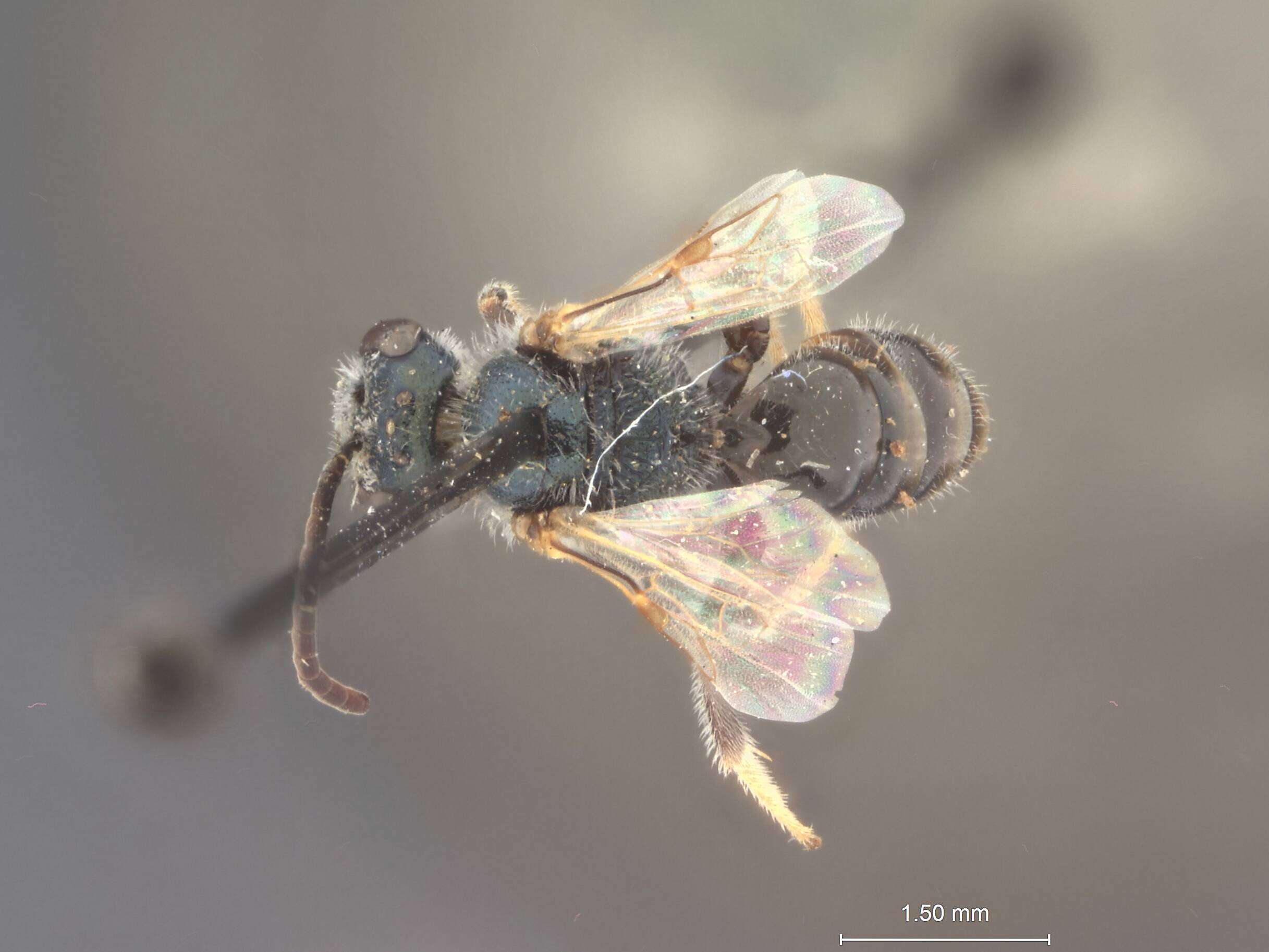 Image of Halictus