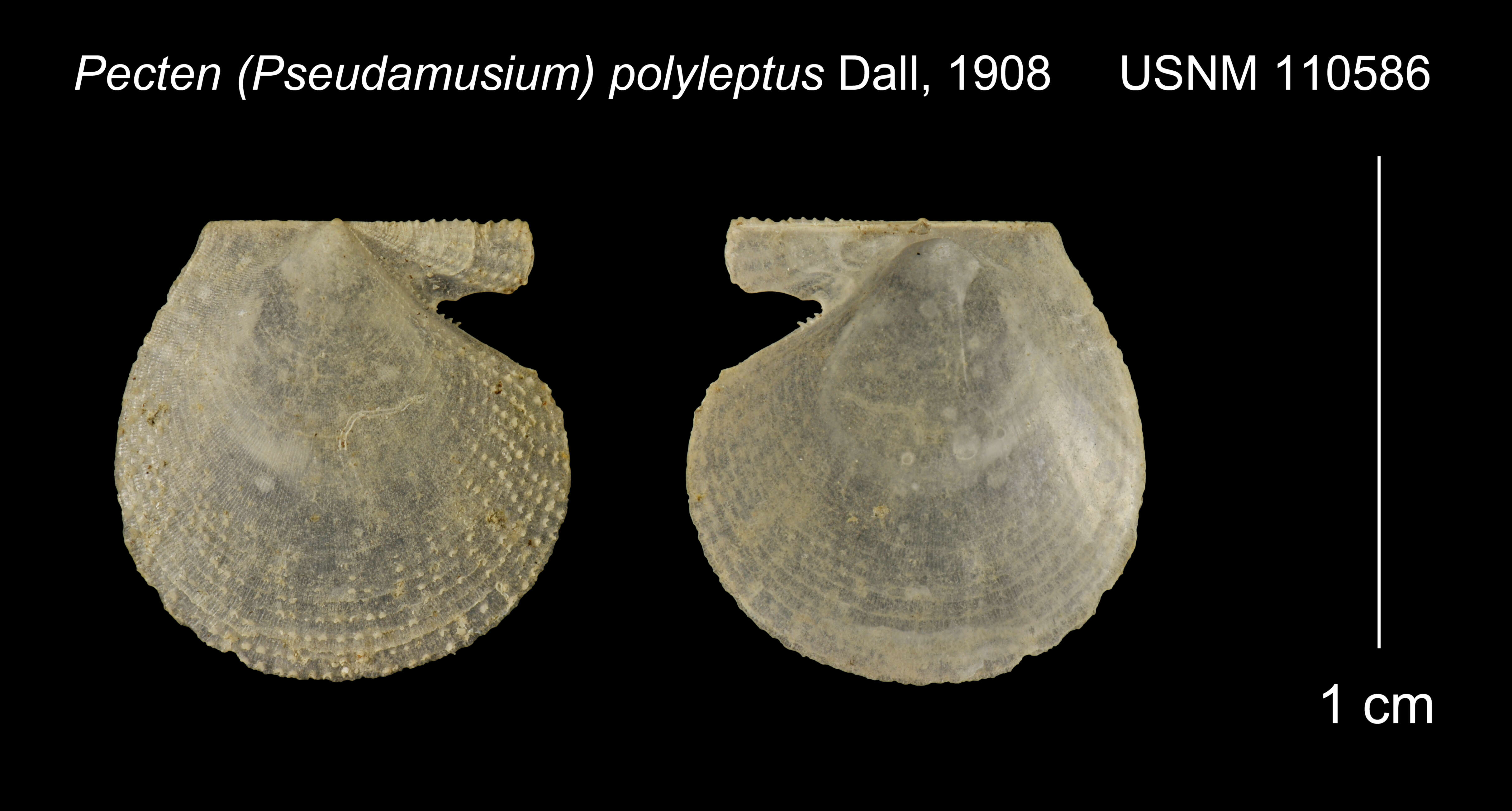 صورة Delectopecten polyleptus (Dall 1908)