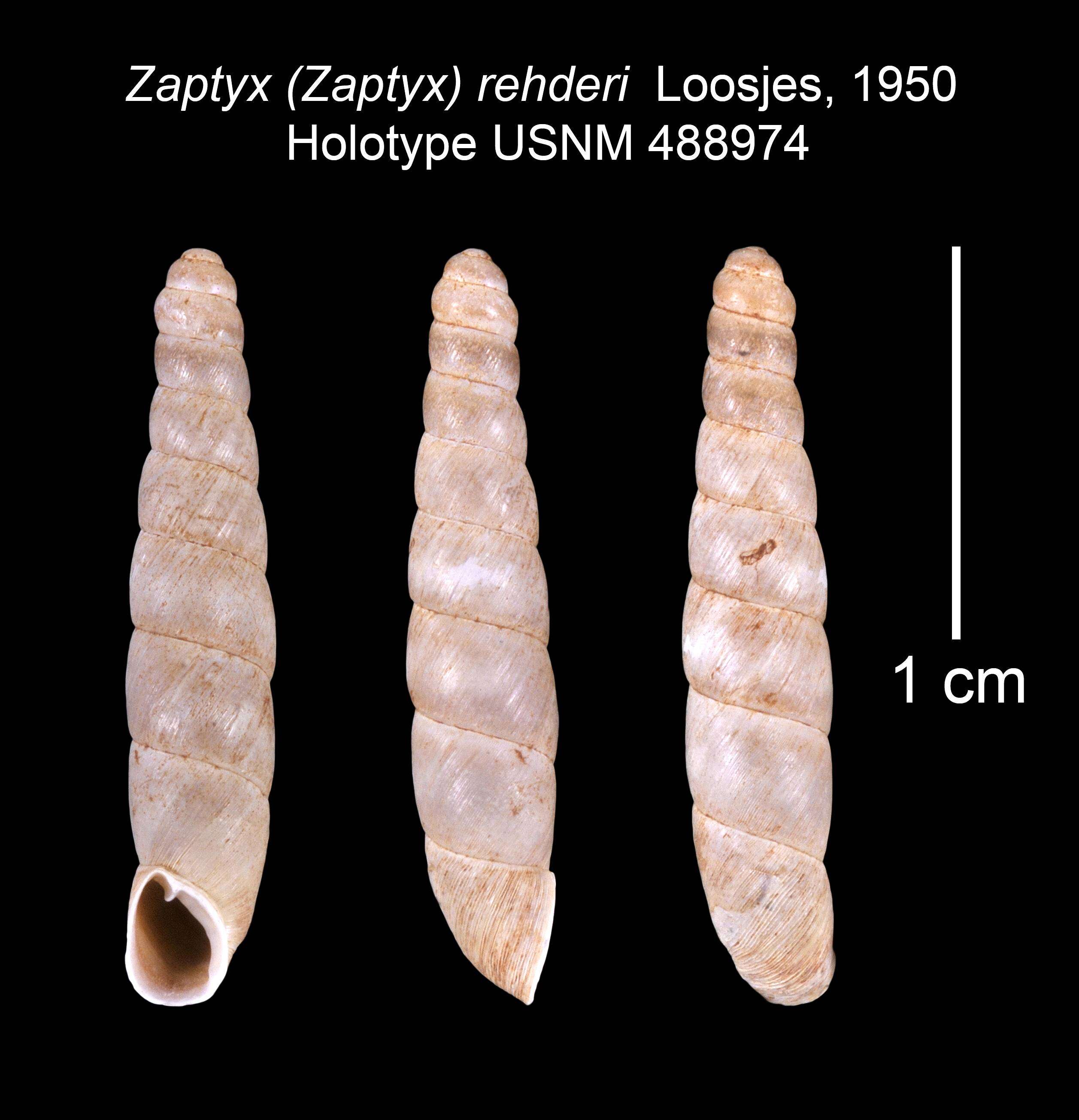 Image of Zaptyx rehderi Loosjes 1950