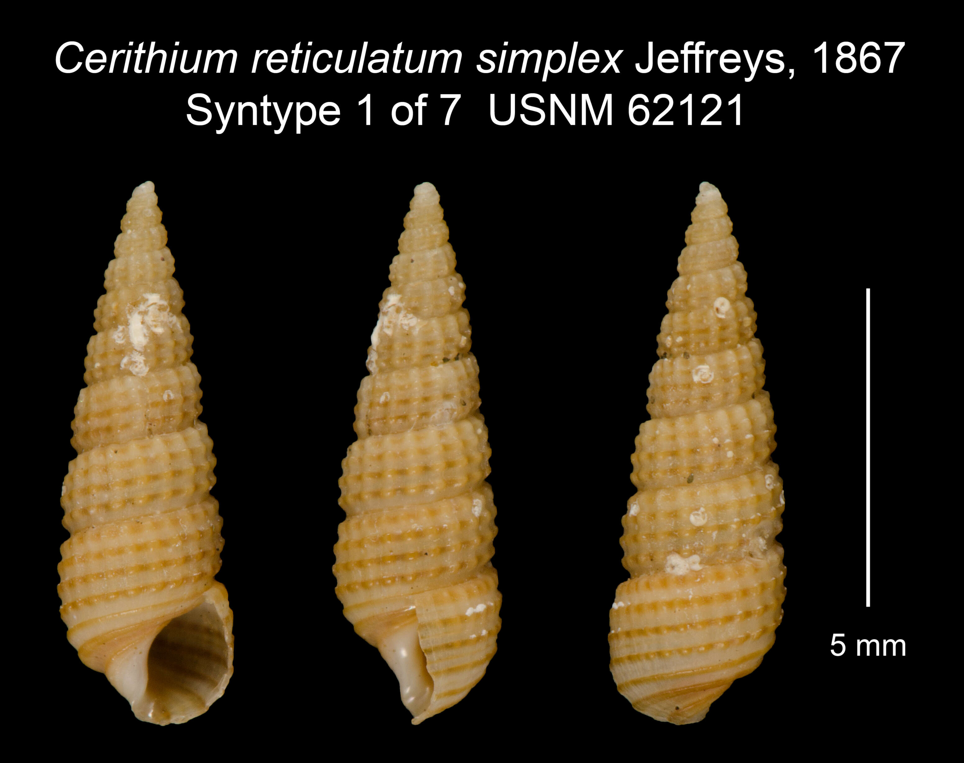 Image of Bittium simplex (Jeffreys 1867)