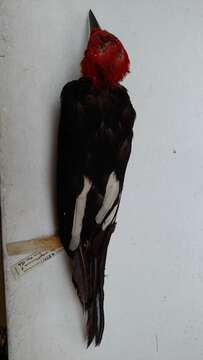 Image of Magellanic Woodpecker