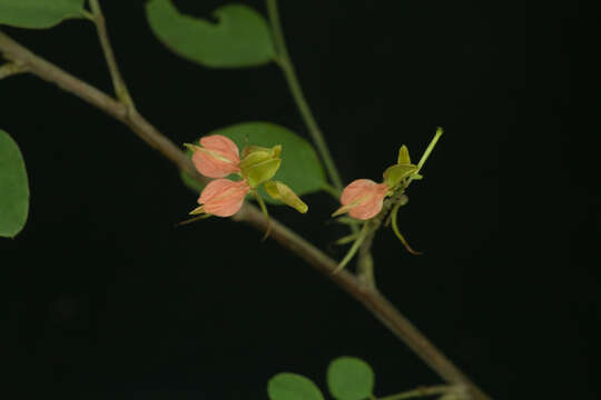 Indigofera lancifolia Rydb.的圖片