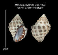 Image of Tenguella ceylonica (Dall 1923)