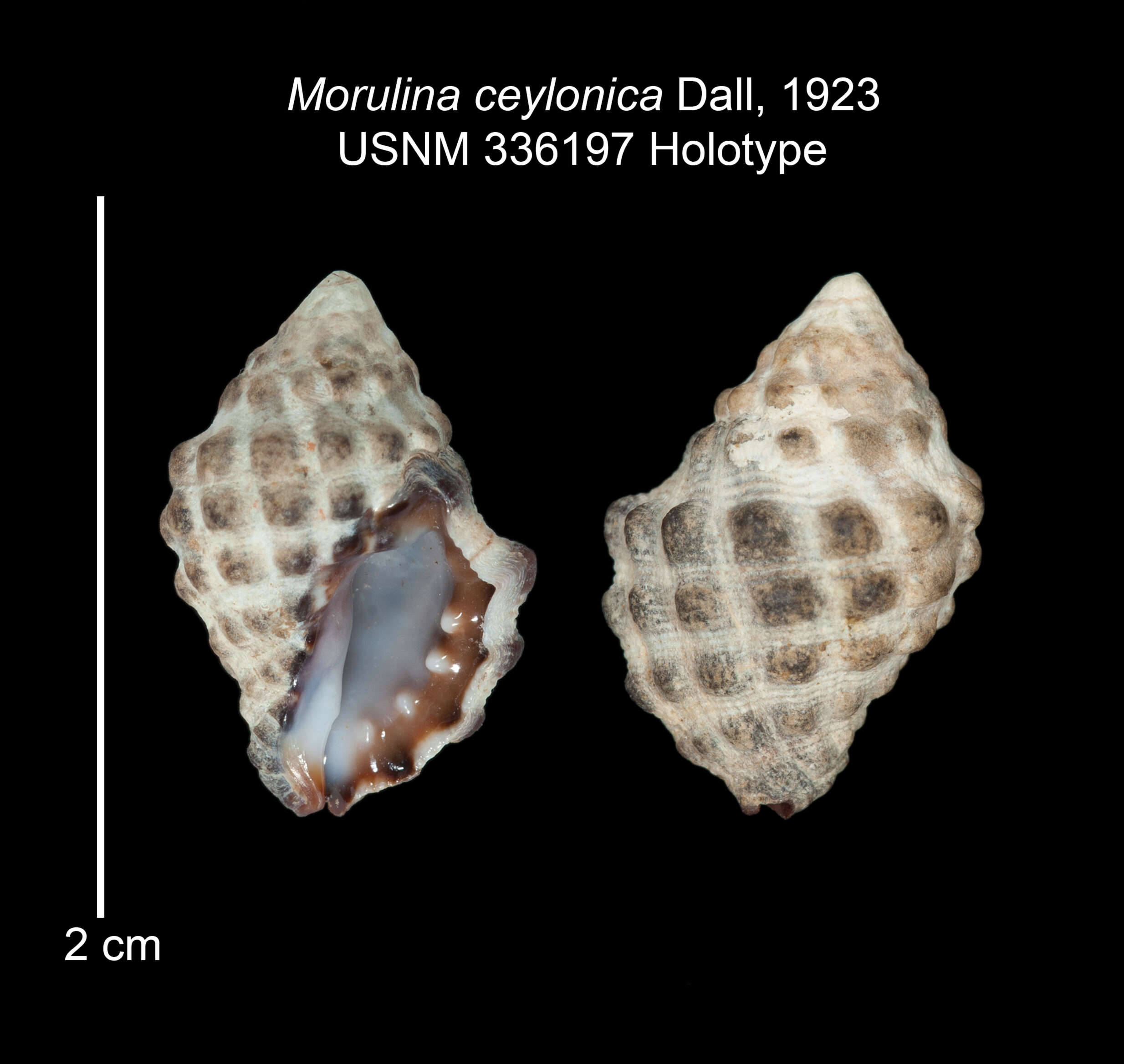 Image of Tenguella ceylonica (Dall 1923)