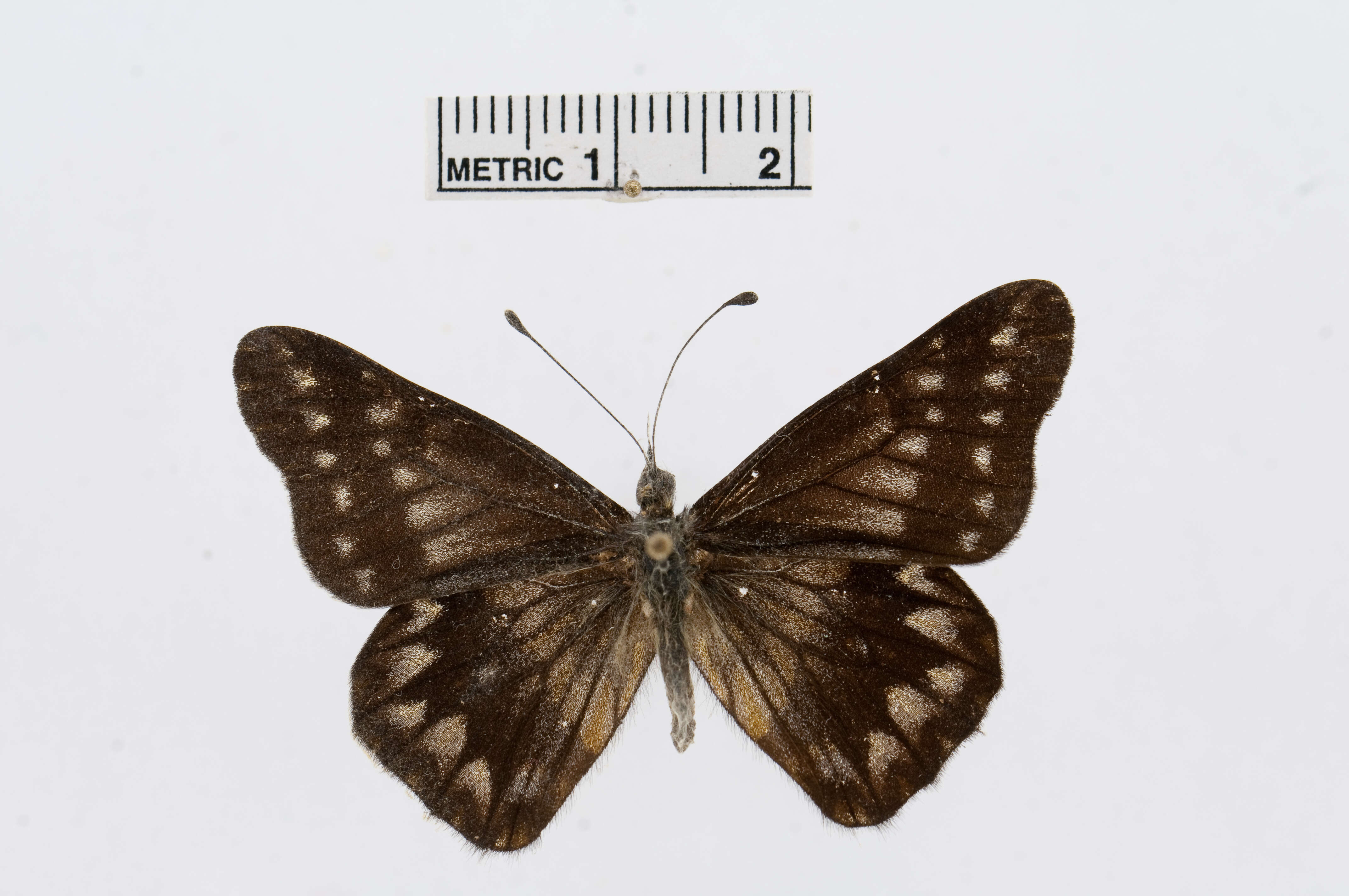 Image of Catasticta distincta Lathy & Rosenberg 1912