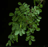 Image of Coursetia robinoides M. Sousa & Lavin 1987