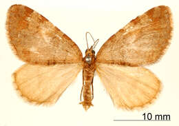 Image of Hydriomena simeon Schaus 1922