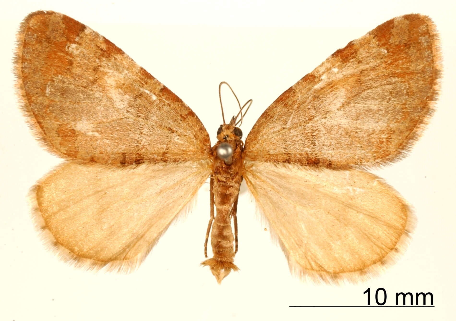 Image of Hydriomena simeon Schaus 1922