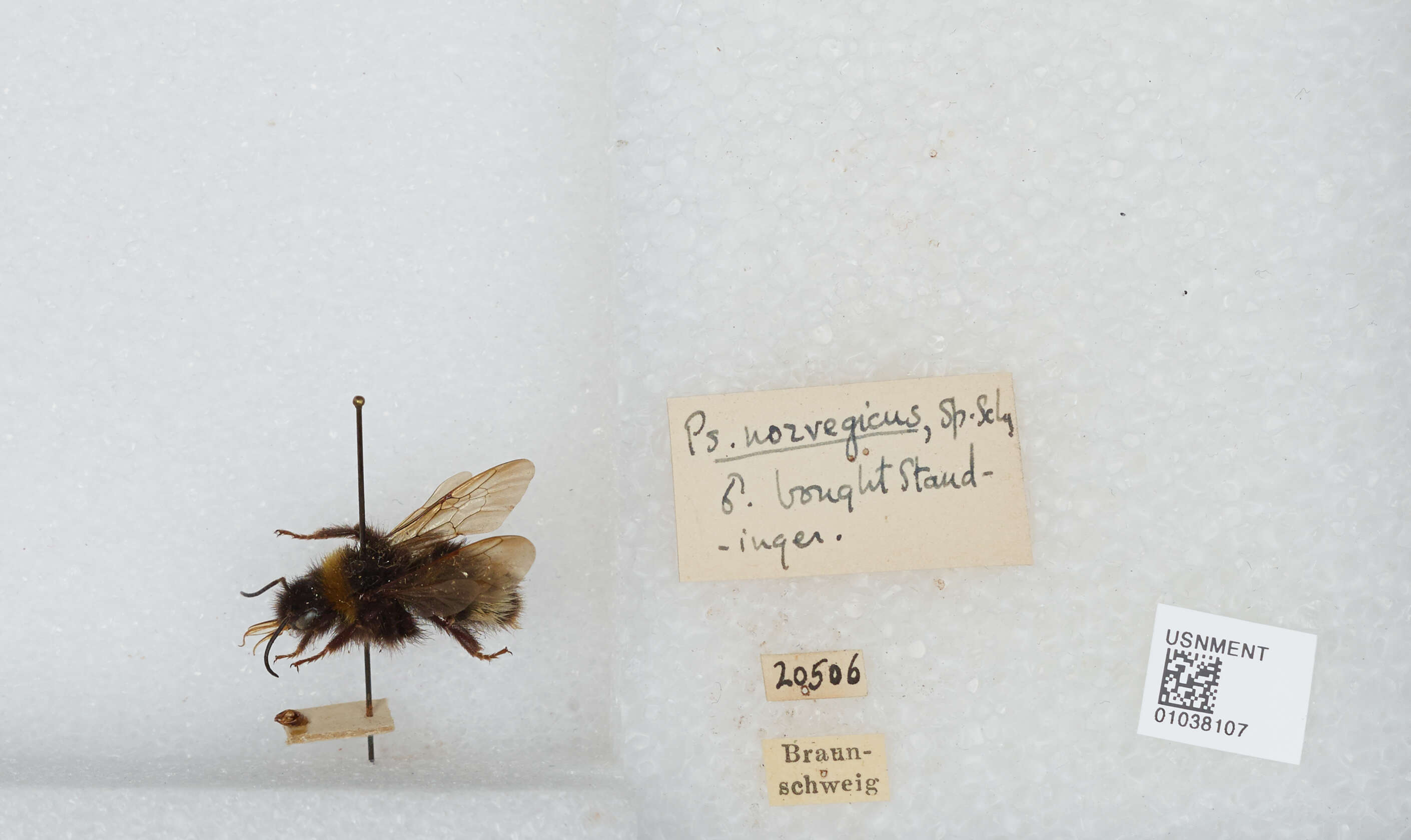 صورة Bombus norvegicus (Sparre-Schneider 1918)