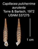 Imagem de Capillacea pulcherrima aurulenta C. Torre & Bartsch 1972