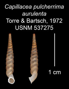 Sivun Capillacea pulcherrima aurulenta C. Torre & Bartsch 1972 kuva