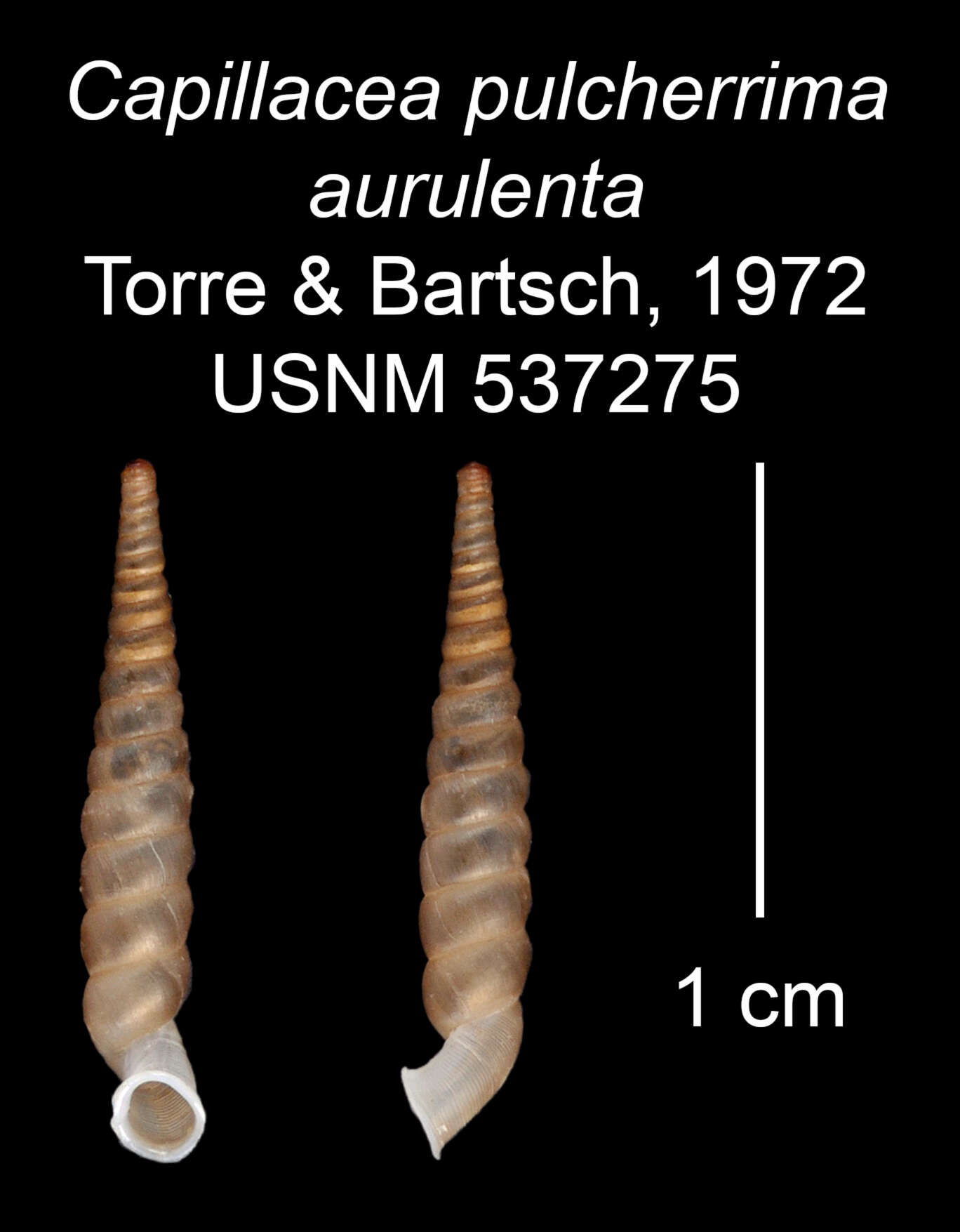 Imagem de Capillacea pulcherrima aurulenta C. Torre & Bartsch 1972