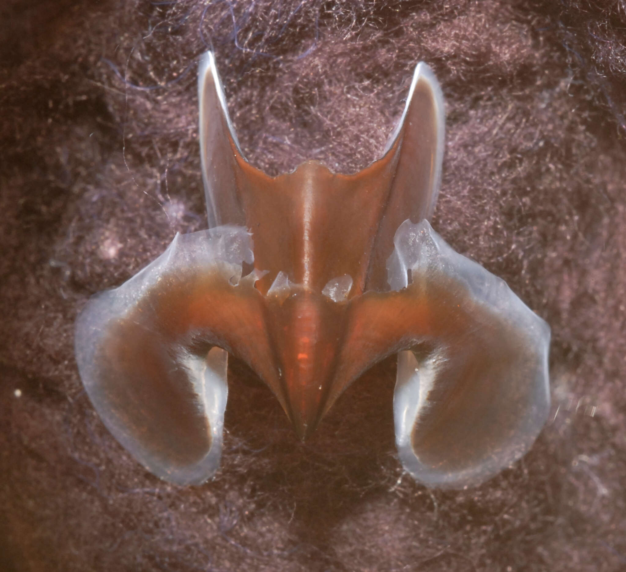 Image of Neoteuthis thielei Naef 1921