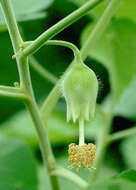 Image of Hidden-petaled Abutilon