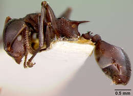 Image of <i>Atopomyrmex mocquerysi</i> var. <i>melanoticus</i> Wheeler