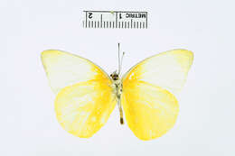 Image of Pieris Hübner 1819