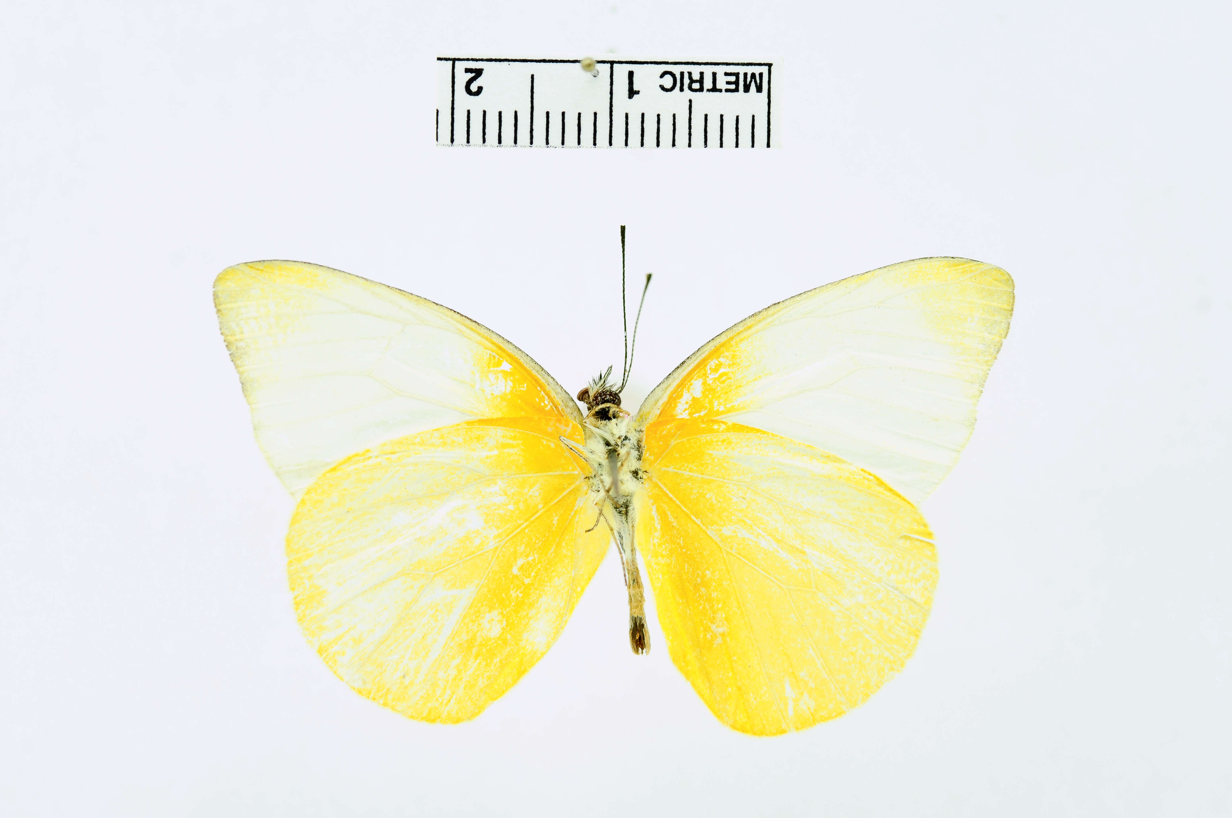 Image of Pieris Hübner 1819