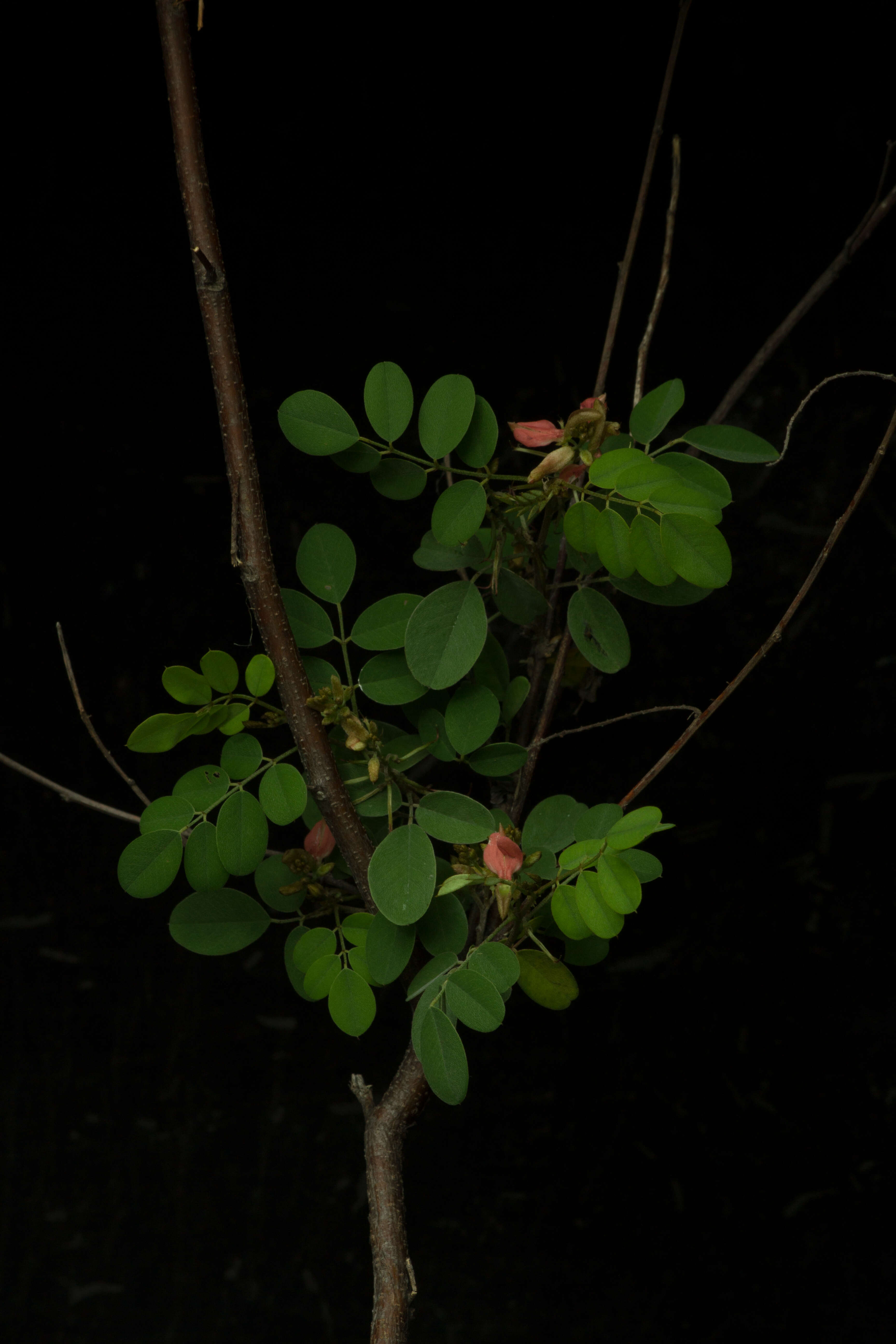 Indigofera lancifolia Rydb.的圖片