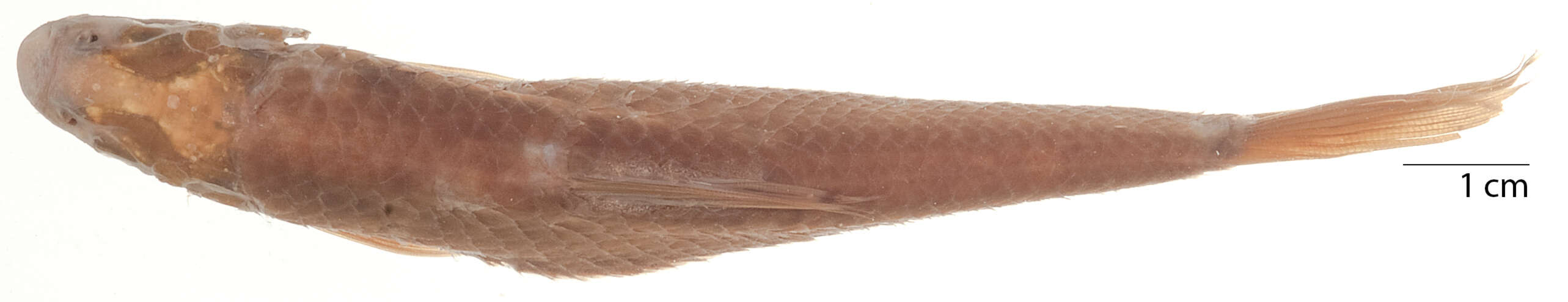 Image of Henicorhynchus lobatus Smith 1945