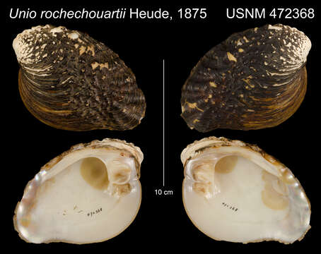 Imagem de Lamprotula rochechouartii (Heude 1875)