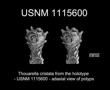 Image of Thouarella cristata Cairns 2011