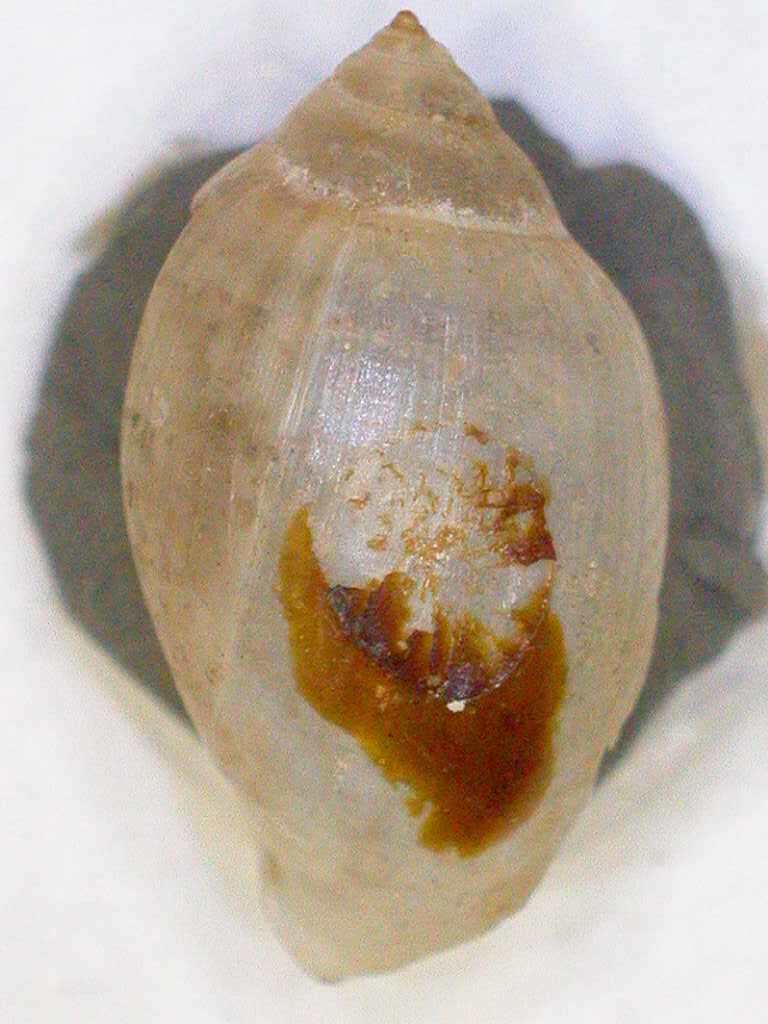 Physa bullata A. Gould 1855 resmi