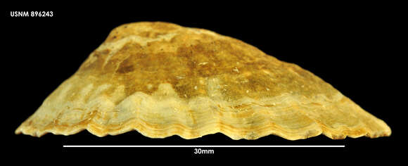 Image of golden limpet