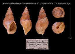 Image of Buccinum finmarkianum Verkrüzen 1875