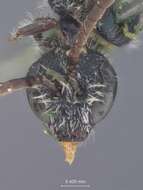 Image of Halictus