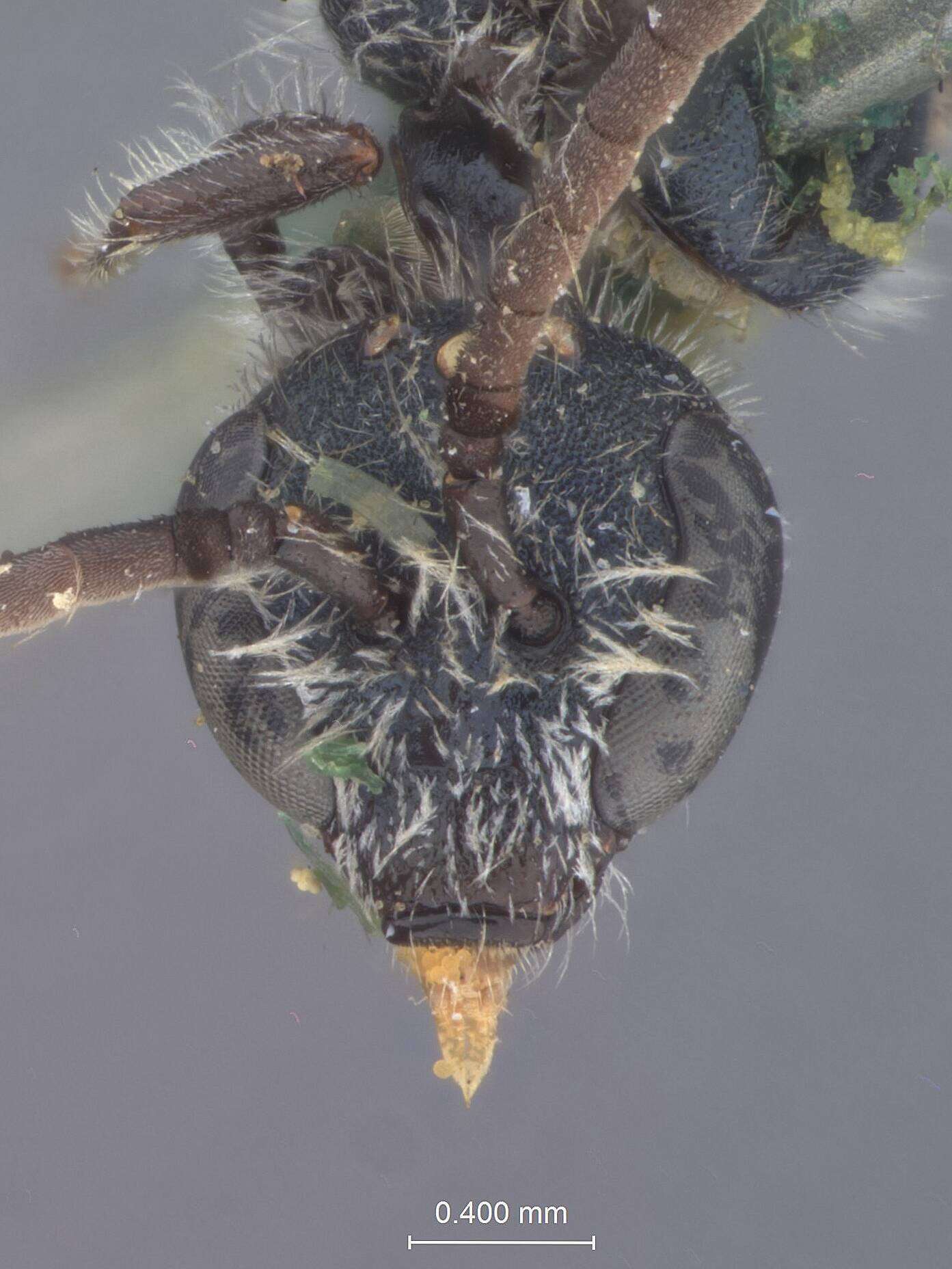 Image of Halictus