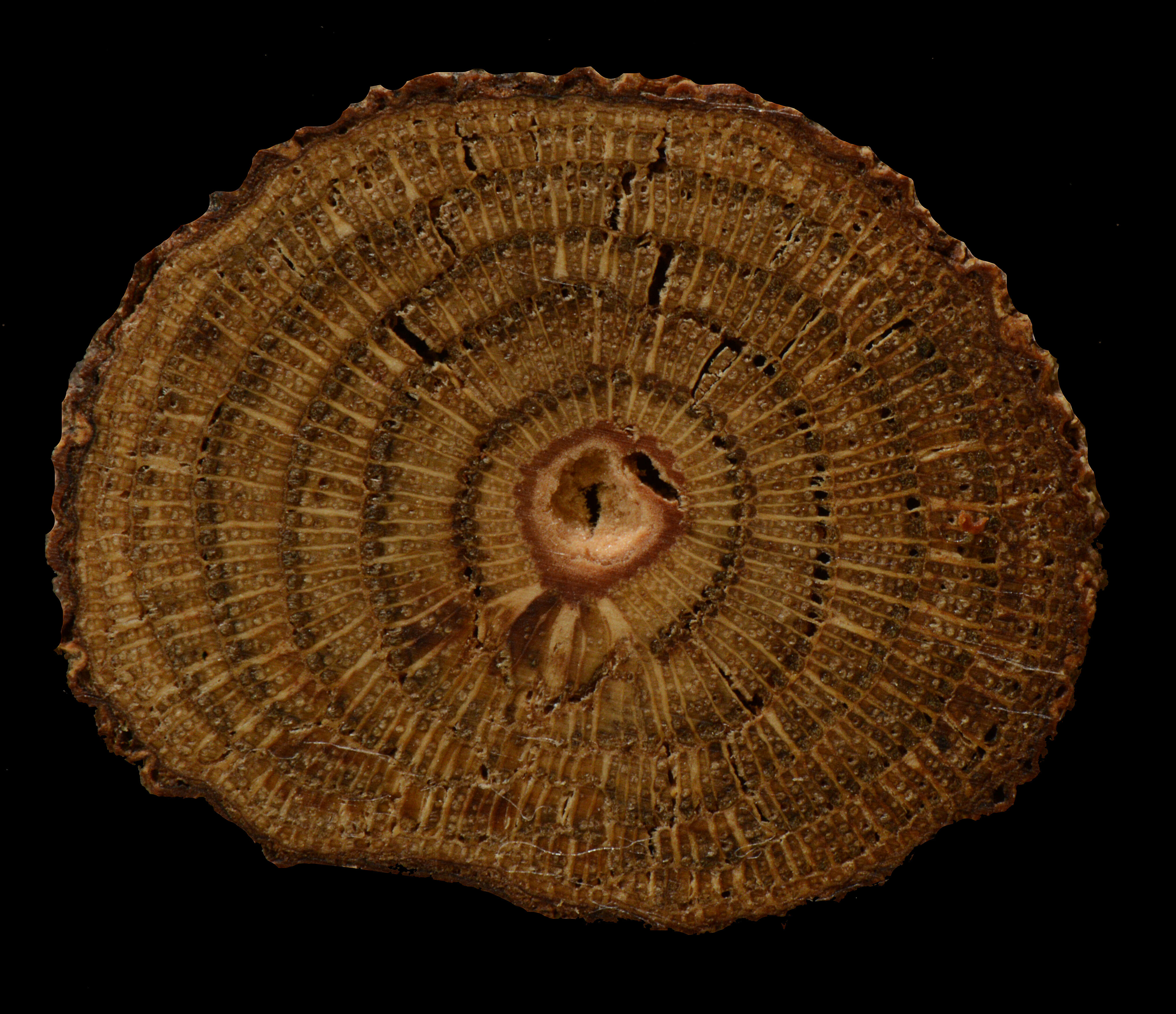 Image of Anomospermum reticulatum (C. Martius) Eichler