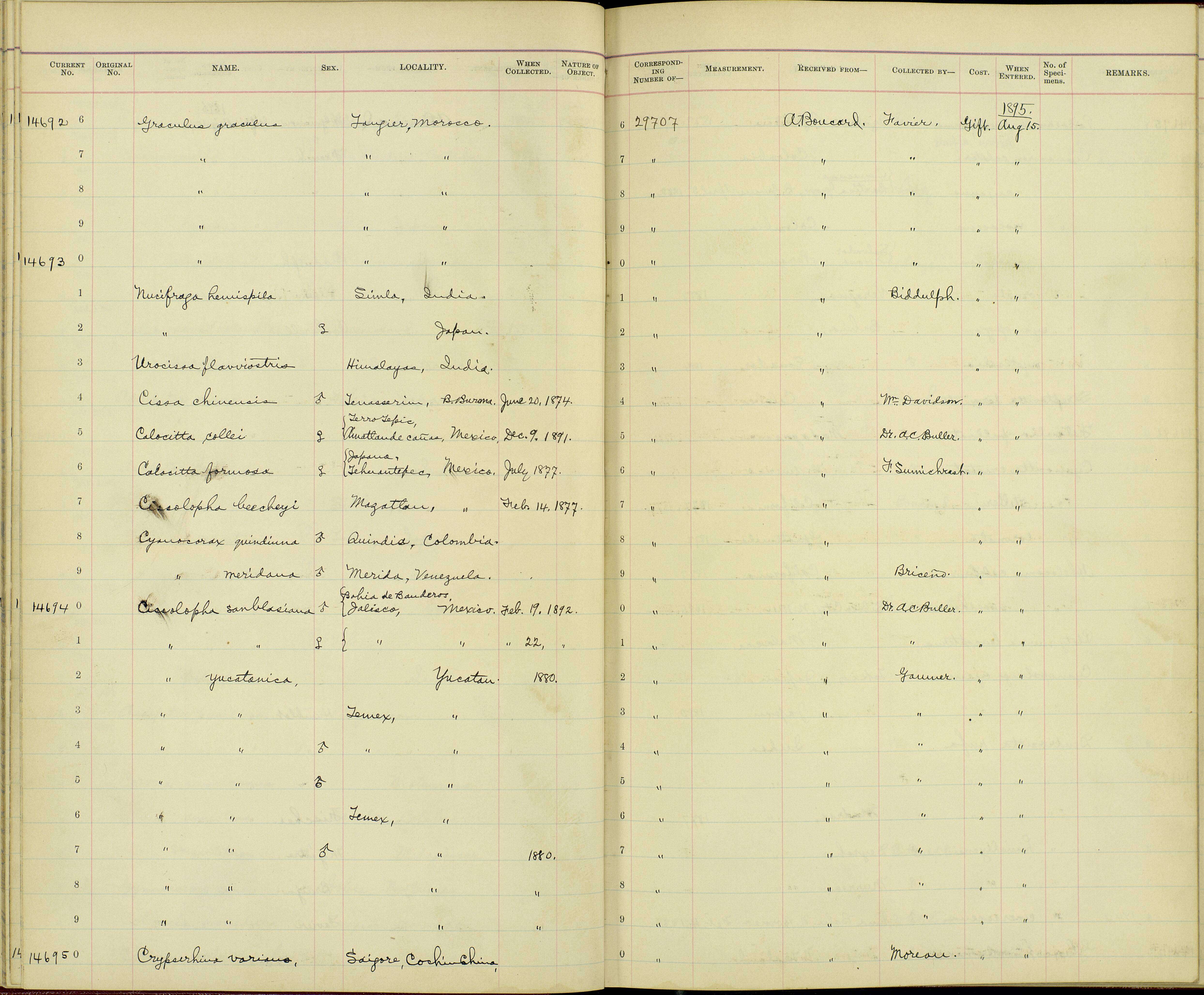 Sivun Pyrrhocorax pyrrhocorax barbarus Vaurie 1954 kuva