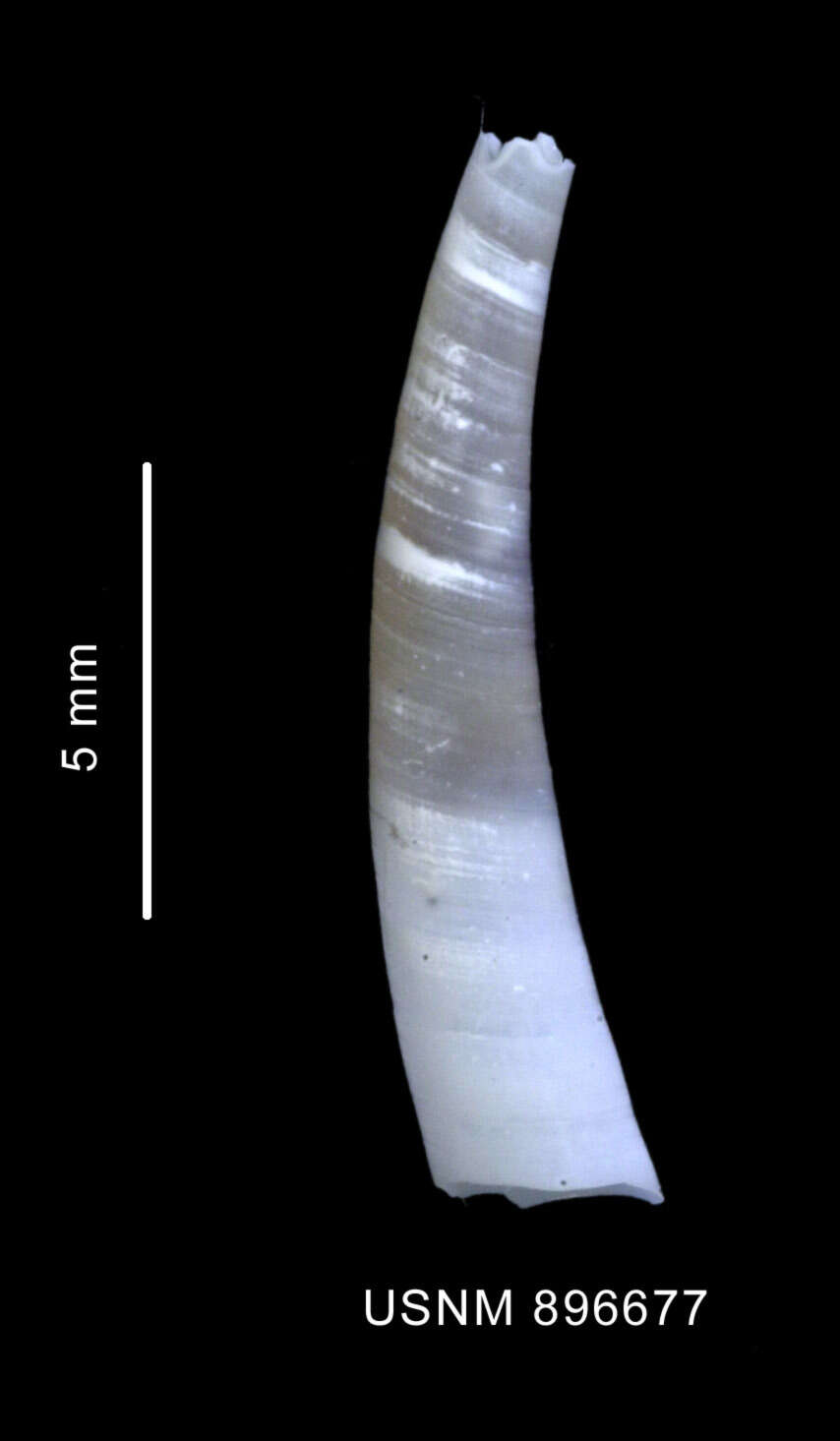 Image of Siphonodentalium dalli (Pilsbry & Sharp 1898)
