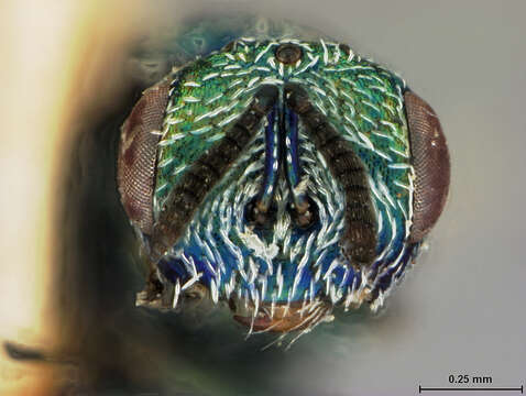 صورة Eutrichosoma