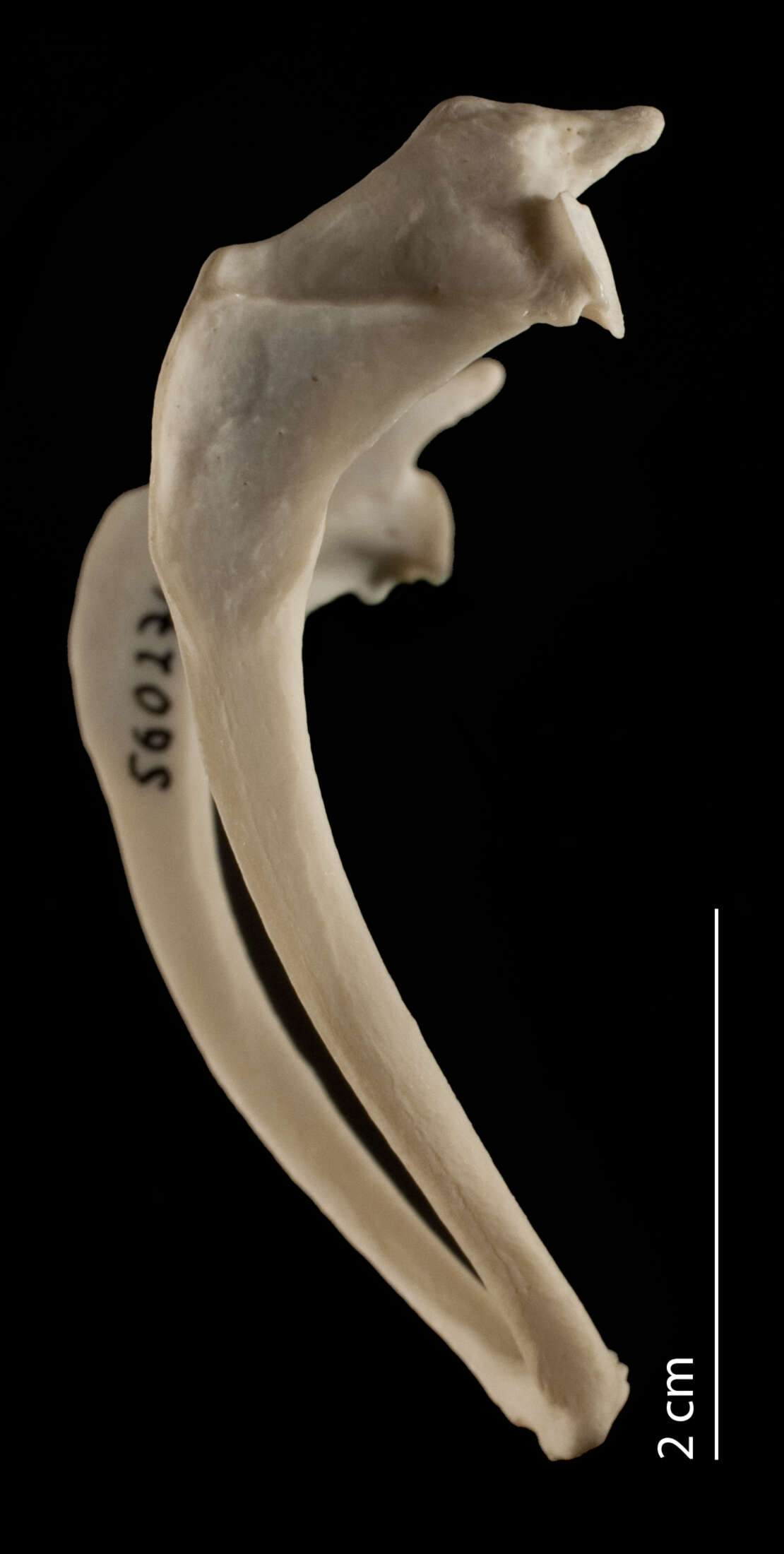 Sivun Anhinga anhinga leucogaster (Vieillot 1816) kuva