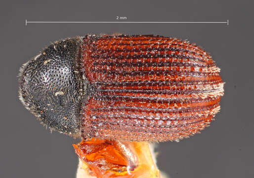 Image of Phloeosinus arizonicus Blackman 1942