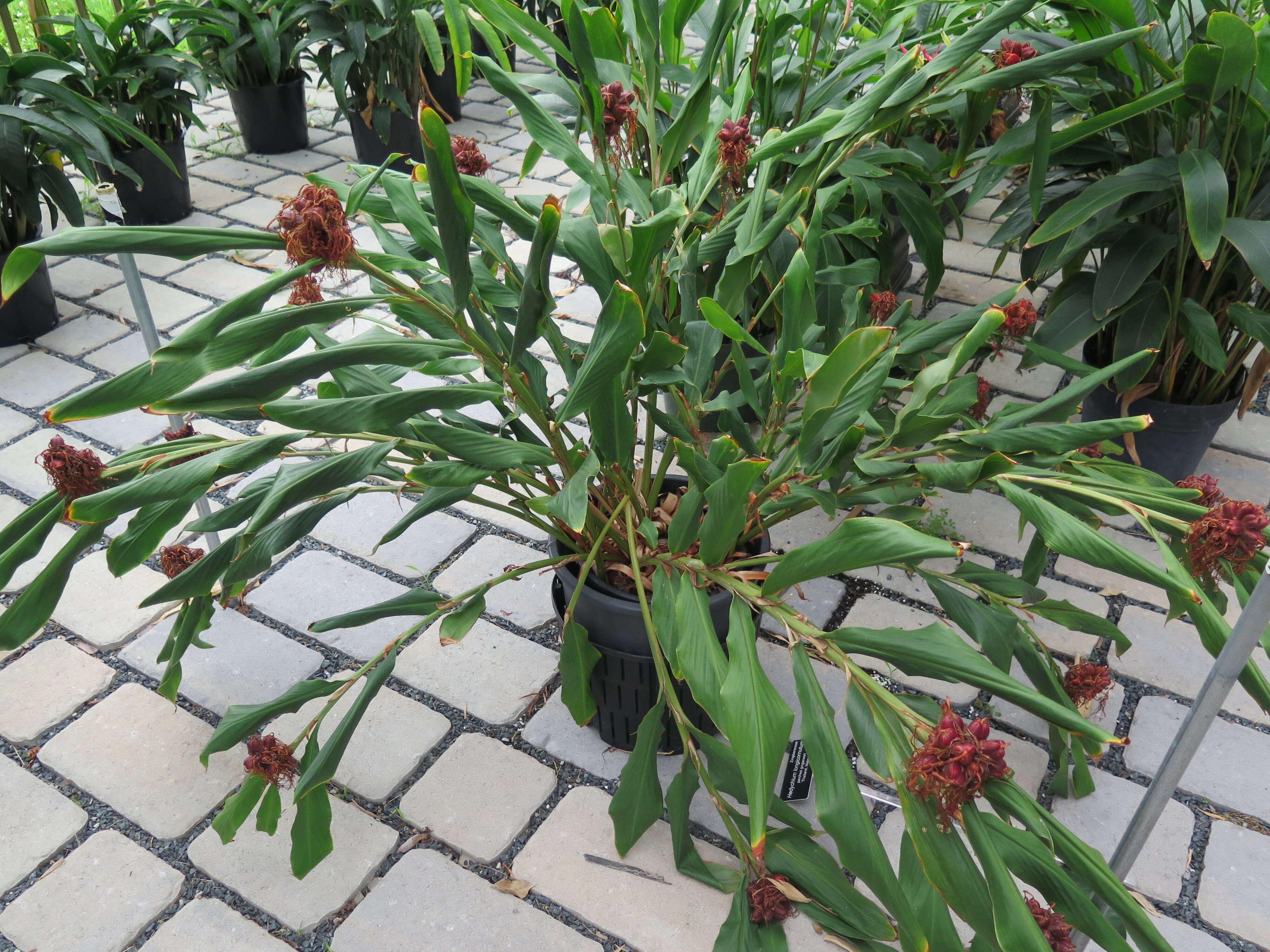 Image of Hedychium longicornutum Griff. ex Baker