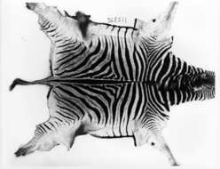 Imagem de Zebra de Burchell