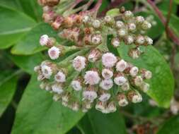 Pluchea carolinensis (Jacq.) G. Don resmi