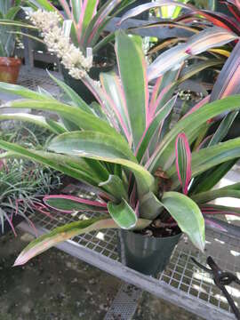 Image de Aechmea lueddemanniana (K. Koch) Mez