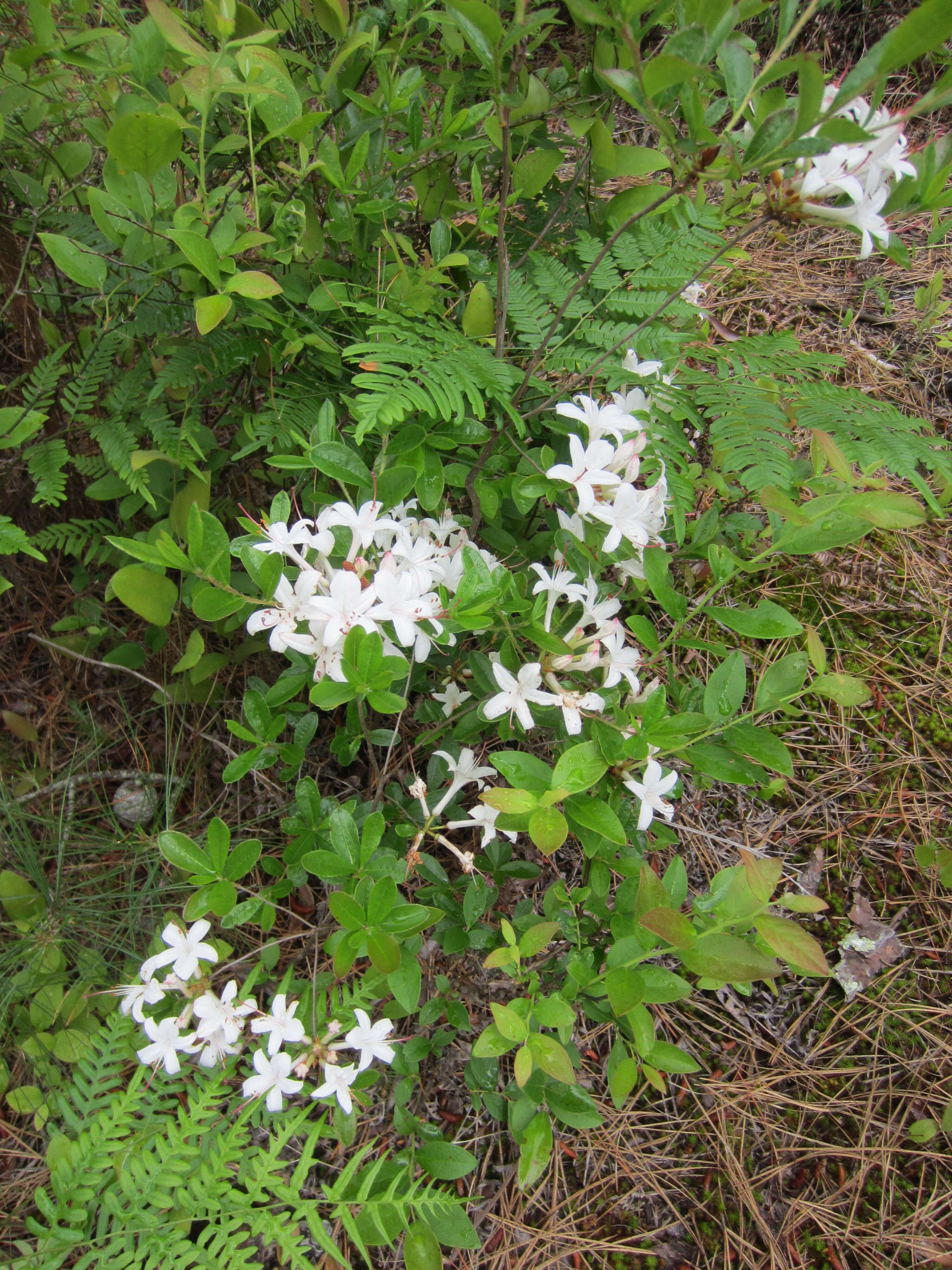 صورة Rhododendron viscosum var. serrulatum (Small) H. E. Ahles