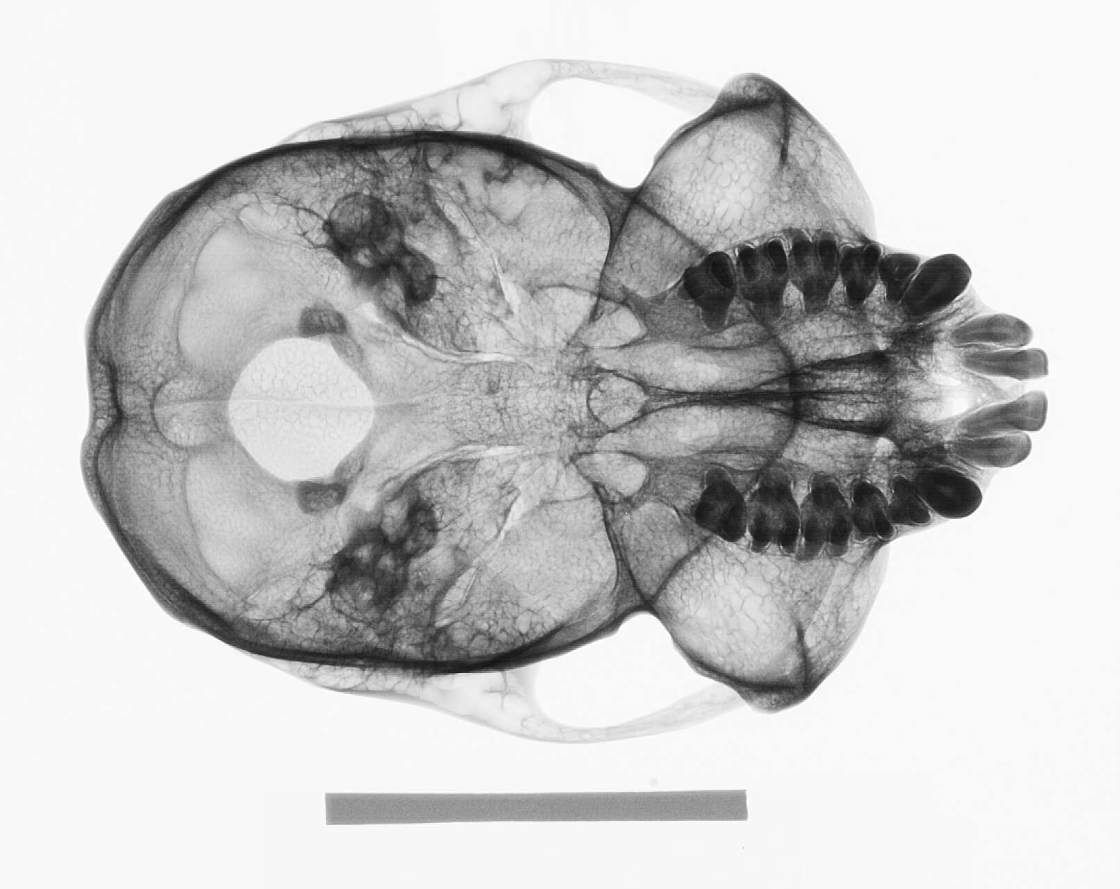 Image of Presbytis sumatrana (Müller & Schlegel 1841)