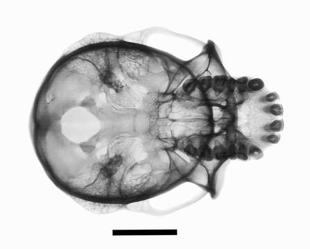 Image de Pan troglodytes verus Schwarz 1934