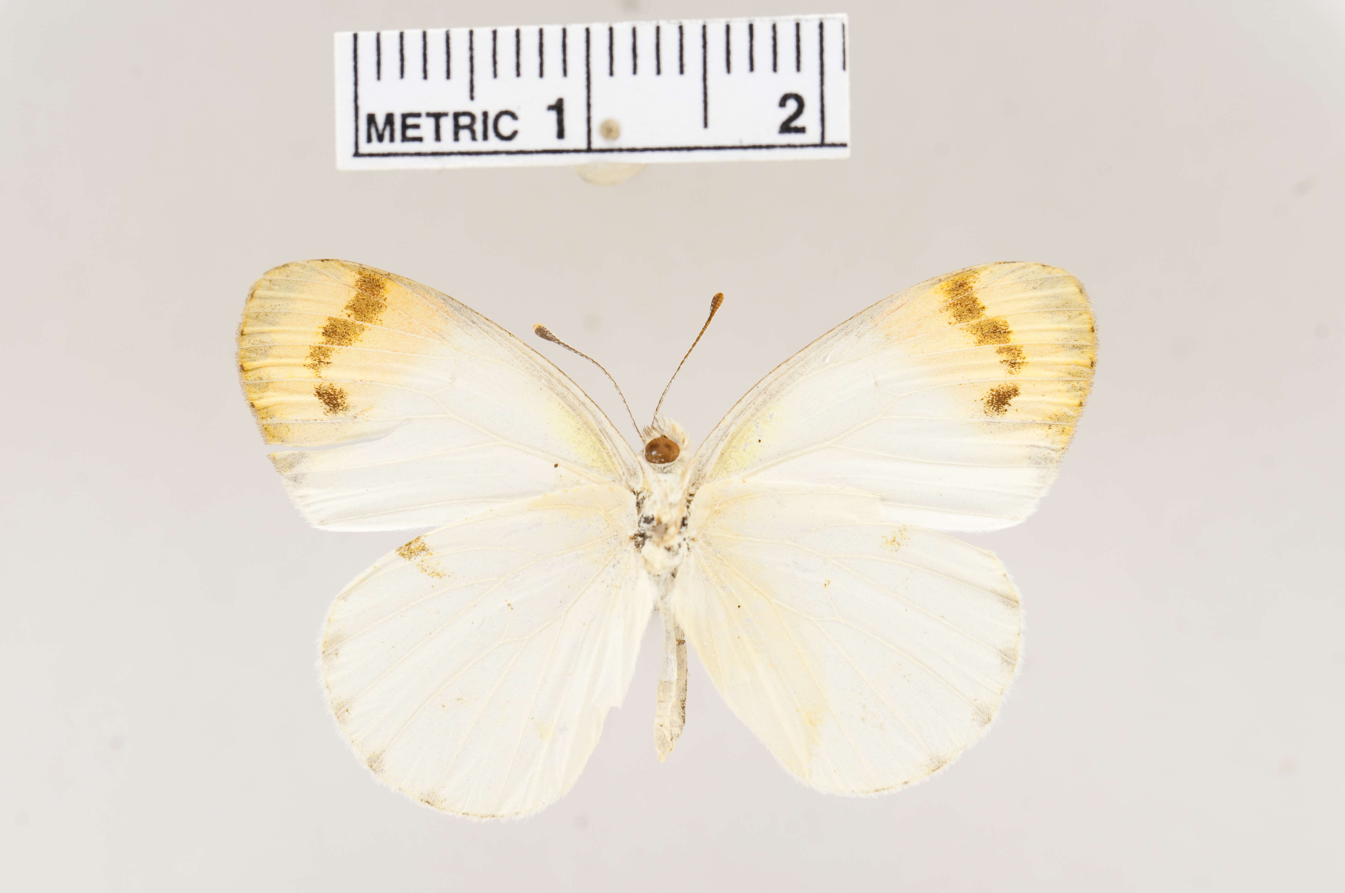 Sivun Colotis aurora (Cramer (1780)) kuva