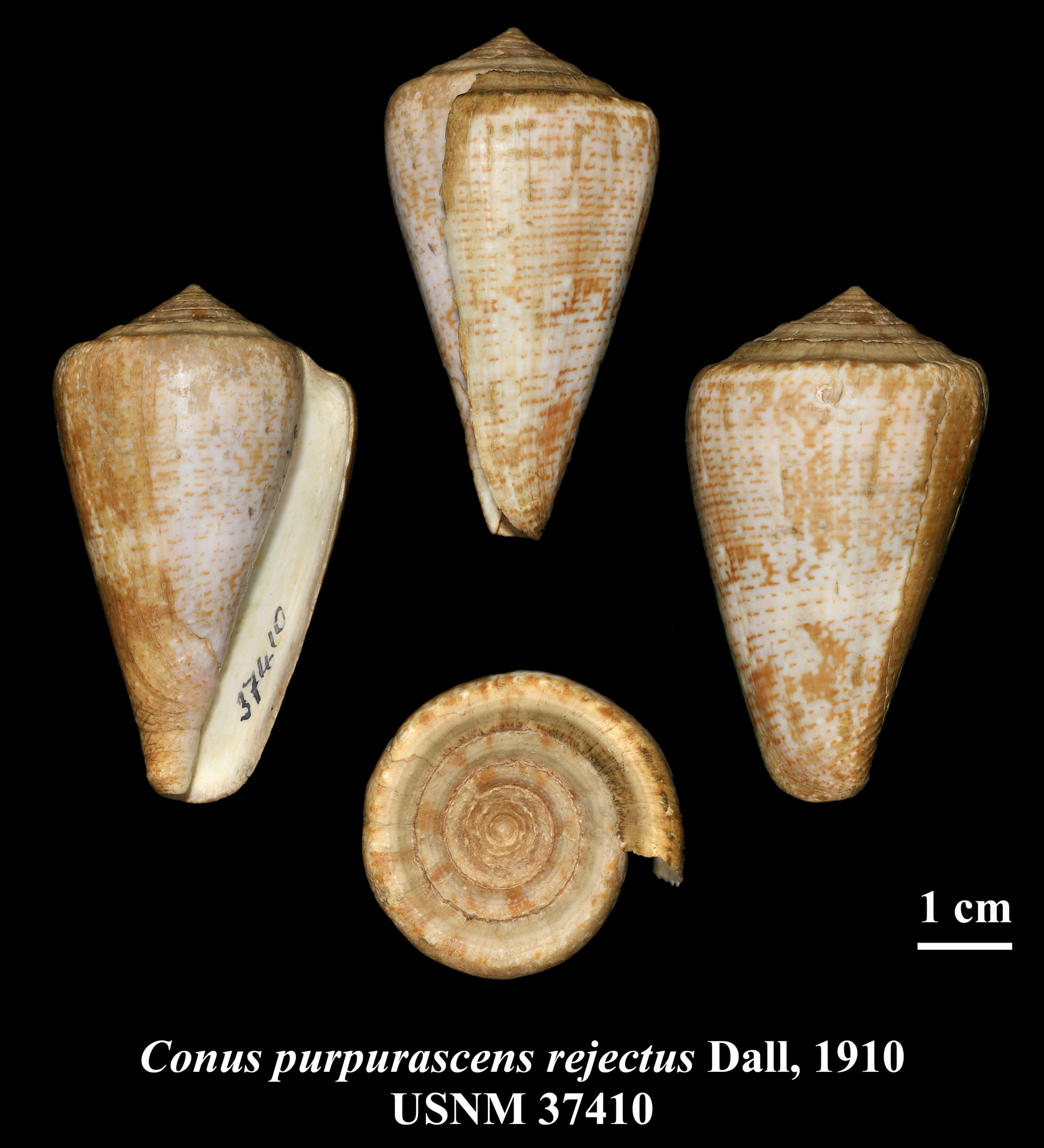 Image de Conus purpurascens G. B. Sowerby I 1833