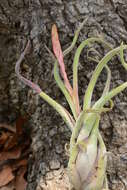 Image of Octopus plant