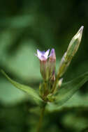 Image of autumn dwarf gentian