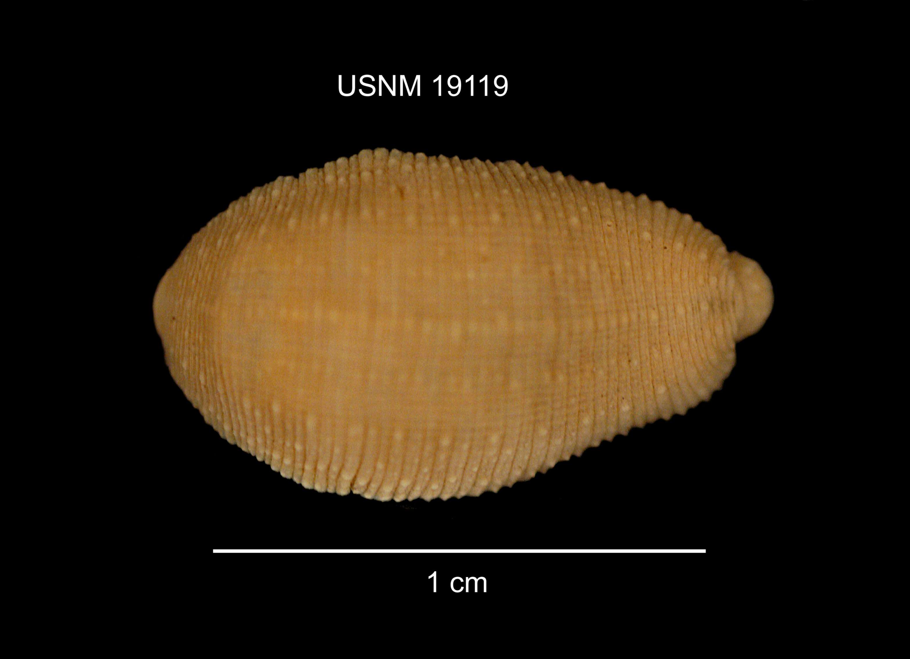 صورة Placobdella rugosa (Verrill 1874)