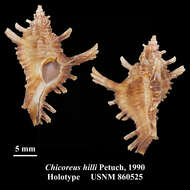 Image of Chicoreus bullisi Vokes 1974