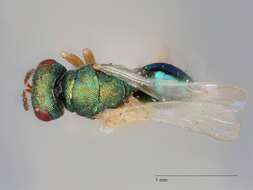 Trichomalopsis shirakii Crawford 1913 resmi